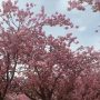 Kaleidoslop Sakura In Bavaria